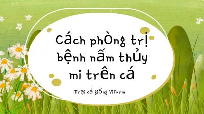 Cách phòng trị bệnh nấm thủy mi trên cá